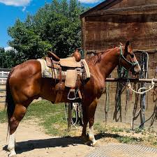 Western Horse Products