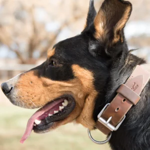 DOG PRODUCTS